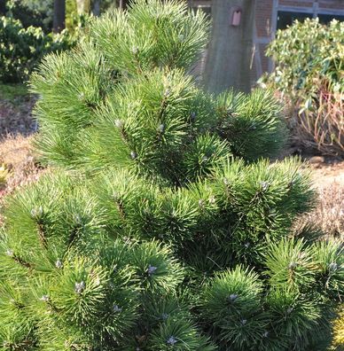 Gedrungene Zwerg Schwarzkiefer 40-50cm - Pinus nigra