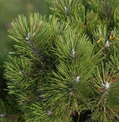 Zwerg Schwarzkiefer Helga 25-30cm - Pinus nigra