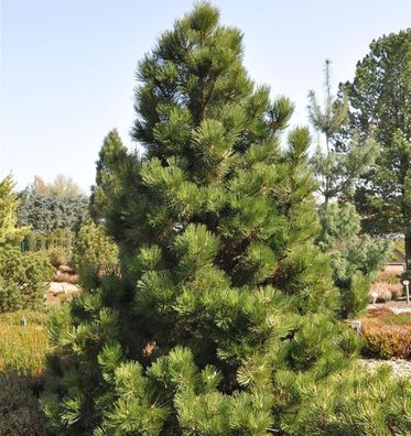 Bosnische Zwergkiefer Malinki 30-40cm - Pinus leucodermis
