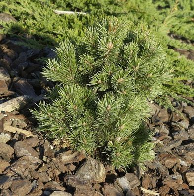 Zwerg Kiefer Kostelnecik 25-30cm - Pinus mugo