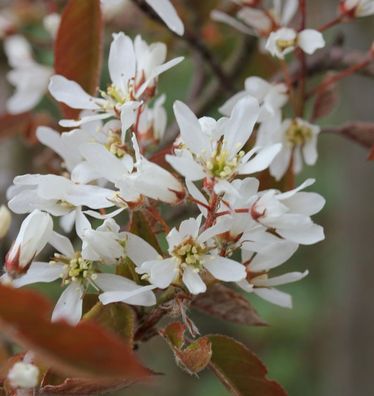Hochstamm Kupfer Felsenbirne 100-125cm - Amelanchier lamarckii