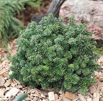 Zwerg Koreatanne Brillant 50-60cm - Abies koreana