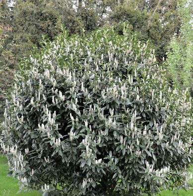 Kirschlorbeer Reynvaanii 40-60cm - Prunus laurocerasus