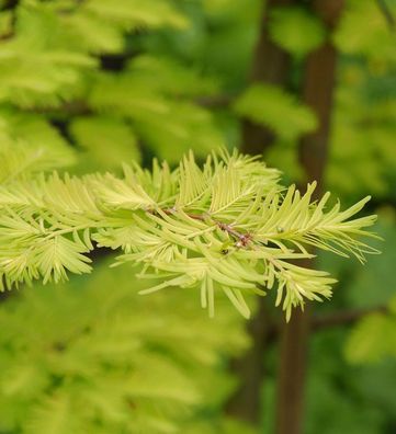 Urweltmammutbaum Chinesisches Rotholz Gold Rush 40-60cm - Sequoiadendron