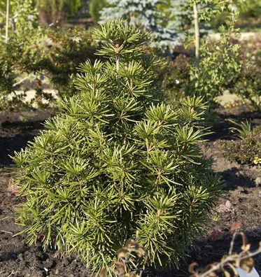 Japanische Schirmtanne 30-40cm - Sciadopitys verticillata