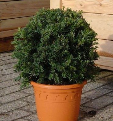 Kugelschnitt Dunkle Straucheibe Schwarzgrün 20-25cm - Taxus baccata