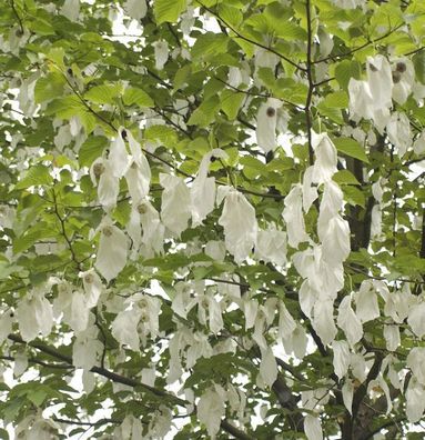 Taubenbaum Taschentuchbaum 125-150cm - Davidia involucrata vilmoriniana
