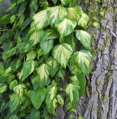 Nordafrikanisches Efeu 40-60cm - Hedera algeriensis