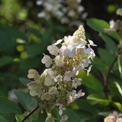 Rispen Hortensie Tardiva 40-60cm - Hydrangea paniculata