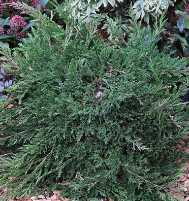 Teppichwacholder Wiltonii 20-30cm - Juniperus horizontalis