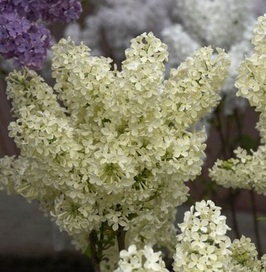Edelflieder Primrose 30-40cm, der einzig gelbliche Flieder