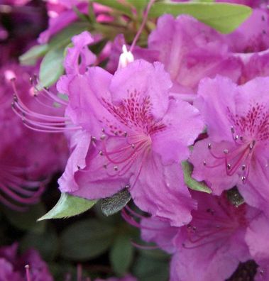 Japanische Azalee Königstein 20-25cm - Rhododendron obtusum - Alpenrose