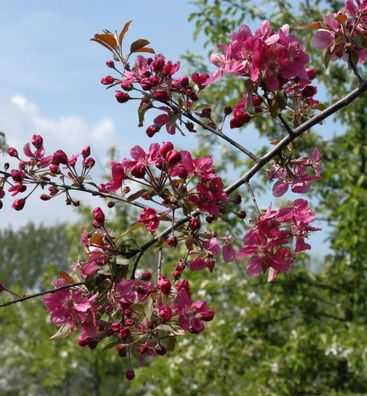 Hochstamm Zierapfel Scarlet 100-125cm - Malus Hybride