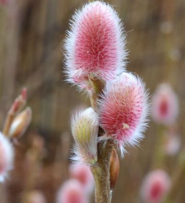 Hochstamm Rote Japanische Kätzchenweide Mount Aso 80-100cm - Salix gracilistyla