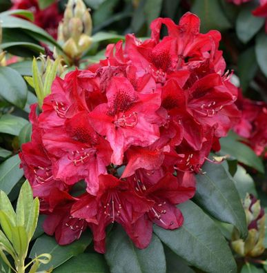 Inkarho - Großblumige Rhododendron Matador 40-50cm - Alpenrose