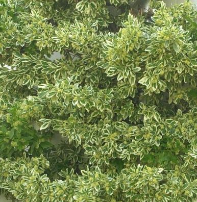 Gelbbunter Spindelstrauch Bravo 100-125cm - Euonymus japonicus