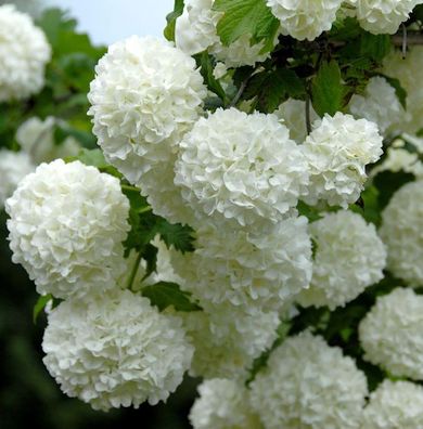Echter Schneeball 125-150cm - Viburnum opulus Roseum