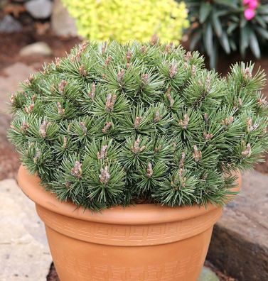 Zwerg Kiefer Pumuckel 15-20cm - Pinus mugo