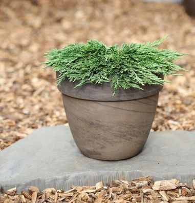 Teppichwacholder Pancake 20-25cm - Juniperus horizontalis