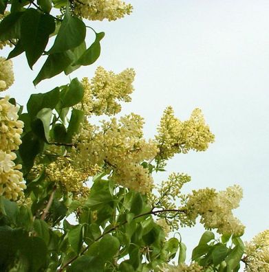 Peking Flieder Bejing Gold® 125-150cm - Syringa pekinensis