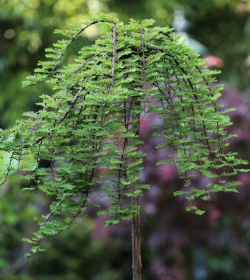Hochstamm Hängesumpfzypresse 125-150cm - Taxodium distichum