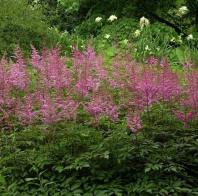 Prachtspiere Finale - Astilbe chinensis