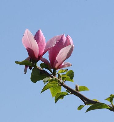 Magnolie Apollo 60-80cm - Magnolia