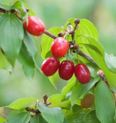 Kornellkirsche 125-150cm - Cornus mas