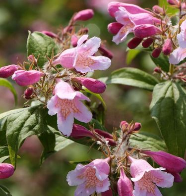 Perlmuttstrauch Kolkwitzie 80-100cm - Kolkwitzia amabilis