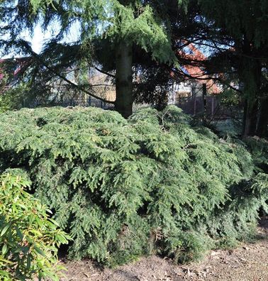 Kanadische Zwerg Hemlocktanne 20-25cm - Tsuga canadensis