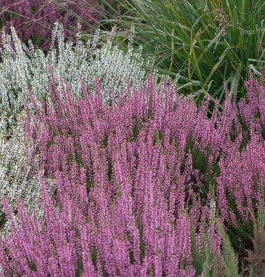 10x Knospenheide Gardengirls Rosita - Calluna vulgaris