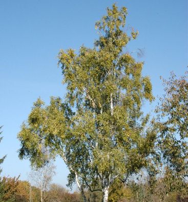 Säulenbirke 100-125cm - Betula pendula Fastigiata
