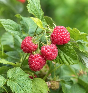 Himbeere Autumn Belle - Rubus idaeus