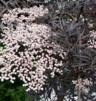 Schwarzer Holunder Black Lace® 80-100cm - Sambucus nigra