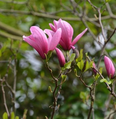 Magnolie Shirazz 100-125cm - Magnolia