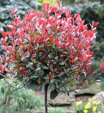 Hochstamm Glanzmispel Little Red Robin 80-100cm - Photinia fraseri