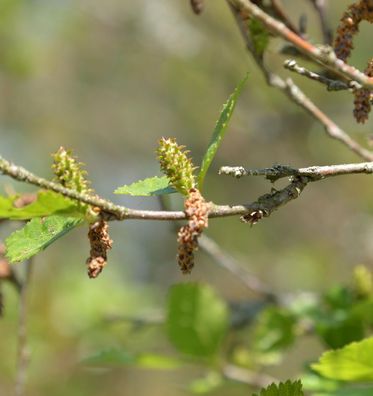 Strauchbirke 40-60cm - Betula humilis