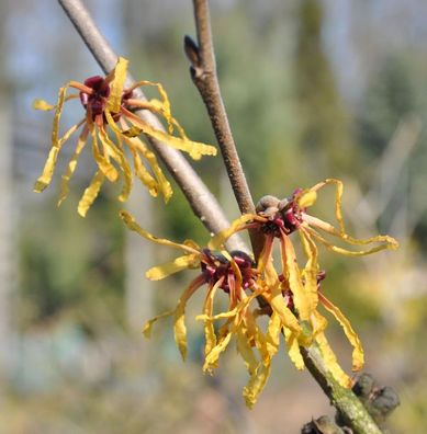 Zaubernuß Orange Peel 30-40cm - Hamamelis intermedia