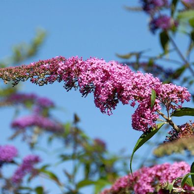 Sommerflieder Pink Panther 60-80cm - Buddleja