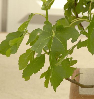 Feigenbaum Rouge de Bordeaux 80-100cm - Ficus carica
