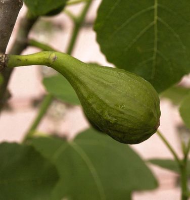 Feigenbaum Little Miss Figgy 125-150cm - Ficus carica