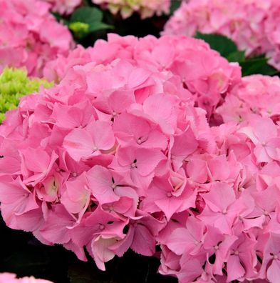 Bauernhortensie Belle Seduction® 60-80cm - Hydrangea macrophylla