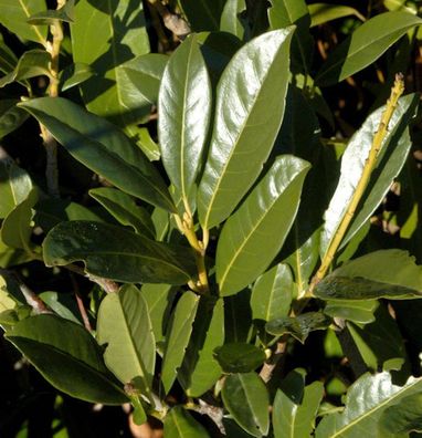 Kirschlorbeer Elly® 80-100cm - Prunus laurocerasus
