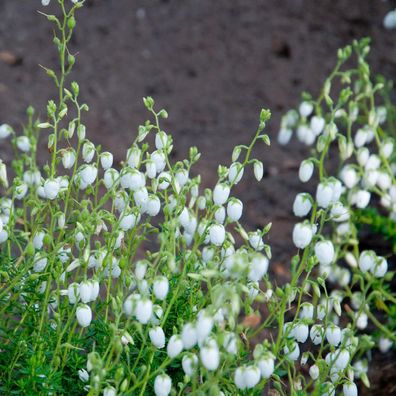 10x Irische Heide Alba - Daboecia cantabrica