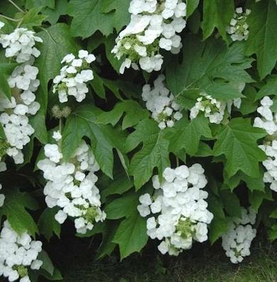 Eichenblättrige Hortensie Snowflake 30-40cm - Hydrangea quercifolia
