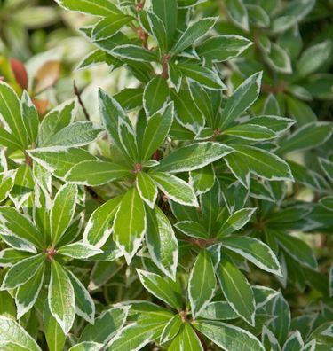 Schattenglöckchen Lavendelheide Polar Passion 30-40cm - Pieris japonica