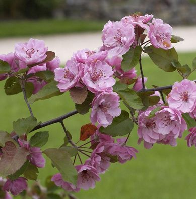 Zierapfel Liset 60-80cm - Malus Hybride