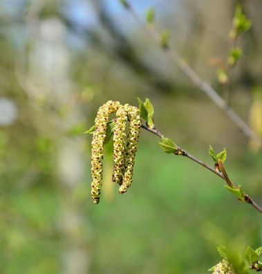 Papierbirke 100-125cm - Betula albosinensis