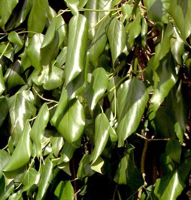 Schwarzmeer-Efeu 40-60cm - Hedera colchica