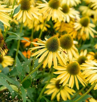 Sonnenhut Aloha - Echinacea purpurea